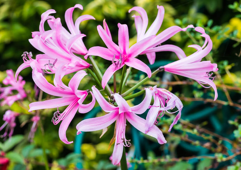 ネリネ ダイヤモンドリリー の花言葉とは 意味や由来 種類 英語名などをご紹介