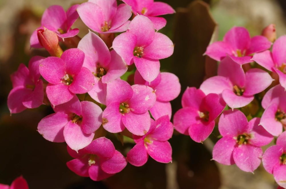 12月11日生まれの誕生花と花言葉がコレ 性格や恋愛