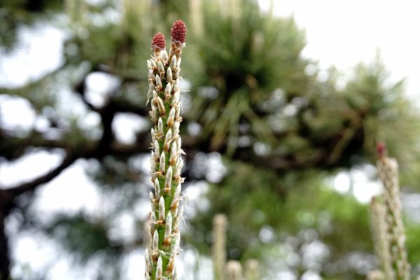 12月14日生まれの誕生花と花言葉がコレ 性格や恋愛 仕事などの誕生日占いもご紹介