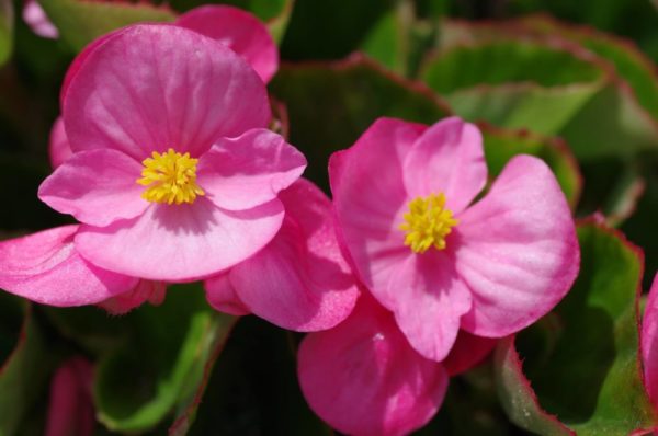 10月18日生まれの誕生花と花言葉がコレ 性格や恋愛 仕事などの誕生日占いもご紹介