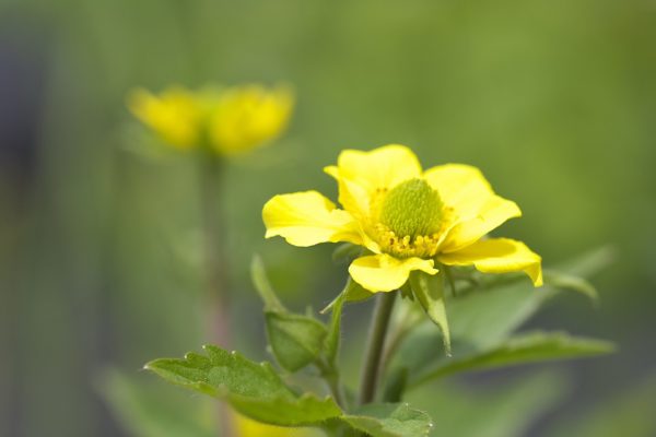 9月4日生まれの誕生花と花言葉がコレ 性格や恋愛 仕事などの誕生日占いもご紹介