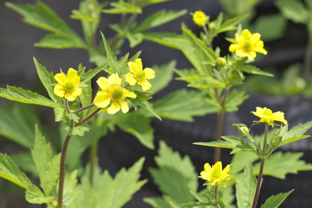 9月4日生まれの誕生花と花言葉がコレ 性格や恋愛