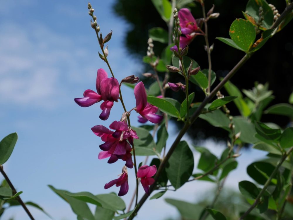 9月24日生まれの誕生花と花言葉がコレ 性格や恋愛