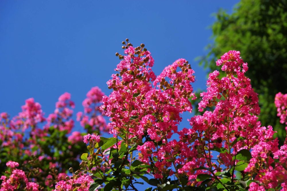 8月29日生まれの誕生花と花言葉がコレ 性格や恋愛