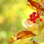 11月13日生まれの誕生花と花言葉がコレ！性格や恋愛・仕事などの誕生日占いもご紹介！