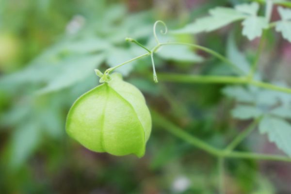 9月17日生まれの誕生花と花言葉がコレ 性格や恋愛 仕事などの誕生日占いもご紹介