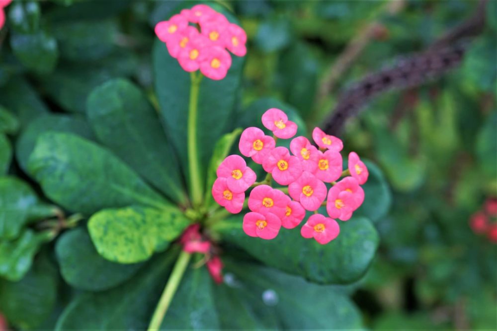 12月12日生まれの誕生花と花言葉がコレ 性格や恋愛