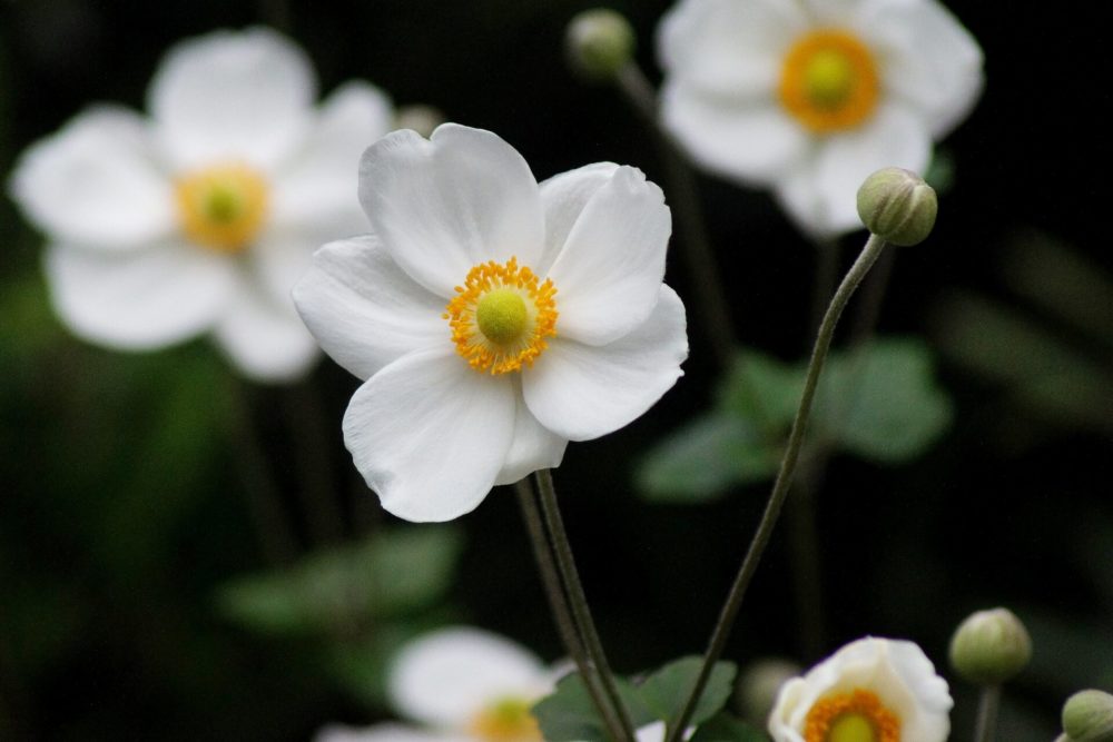 9月30日生まれの誕生花と花言葉がコレ 性格や恋愛 仕事などの誕生日占いもご紹介