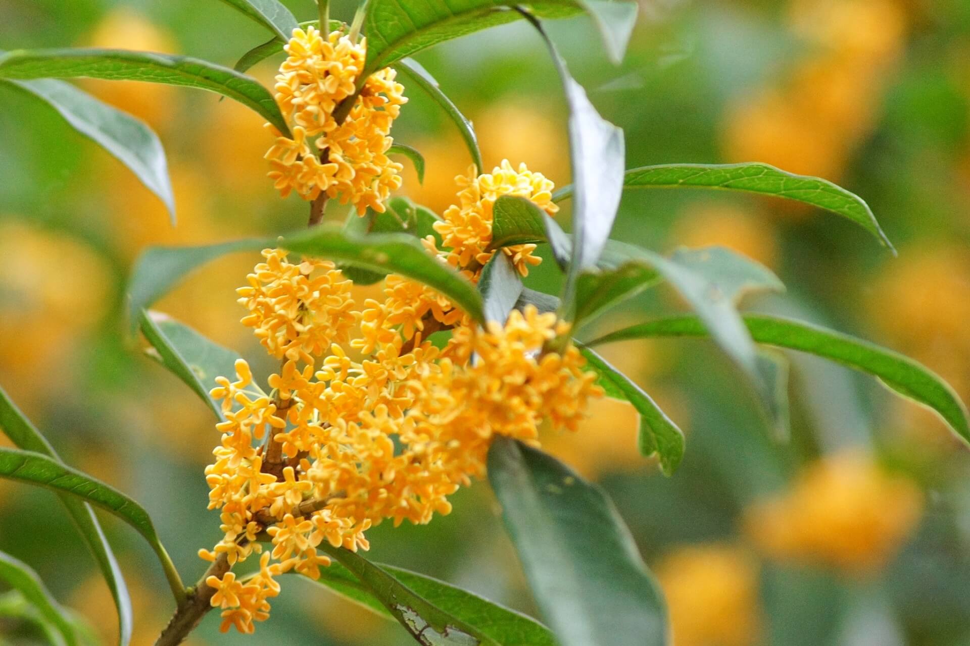 10月7日生まれの誕生花と花言葉がコレ 性格や恋愛