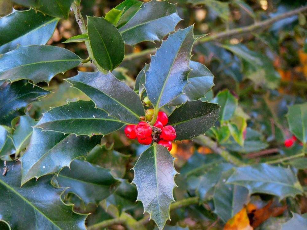 12月25日生まれの誕生花と花言葉がコレ 性格や恋愛