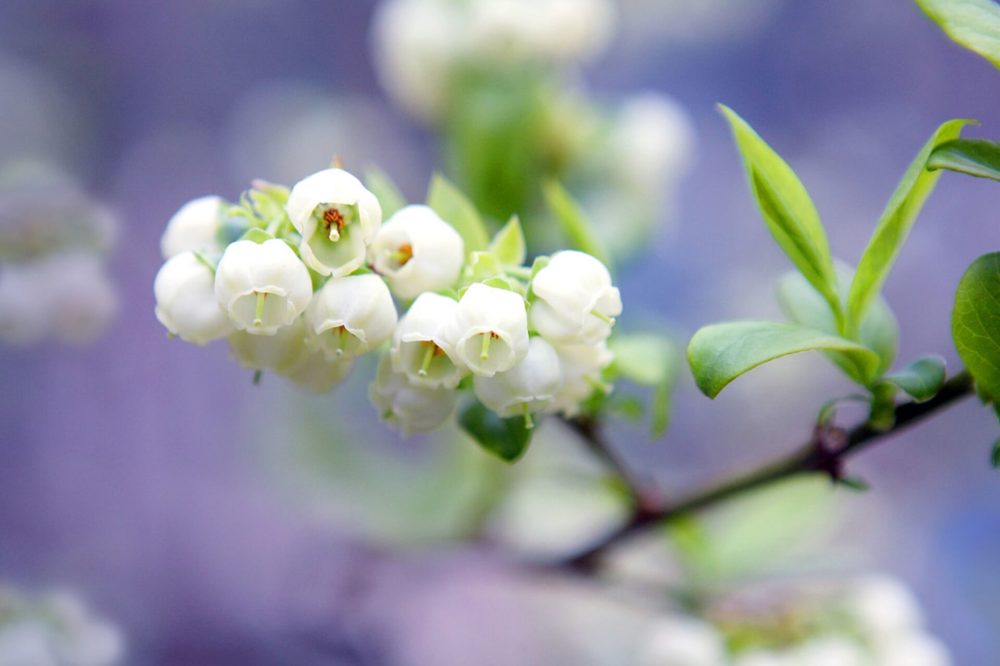 8月21日生まれの誕生花と花言葉がコレ 性格や恋愛