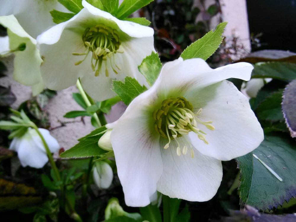 11月16日生まれの誕生花と花言葉がコレ 性格や恋愛