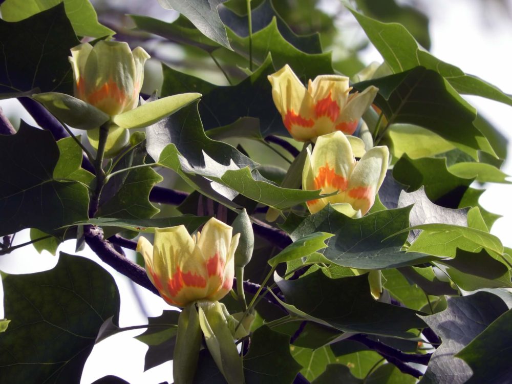 8月17日生まれの誕生花と花言葉がコレ 性格や恋愛