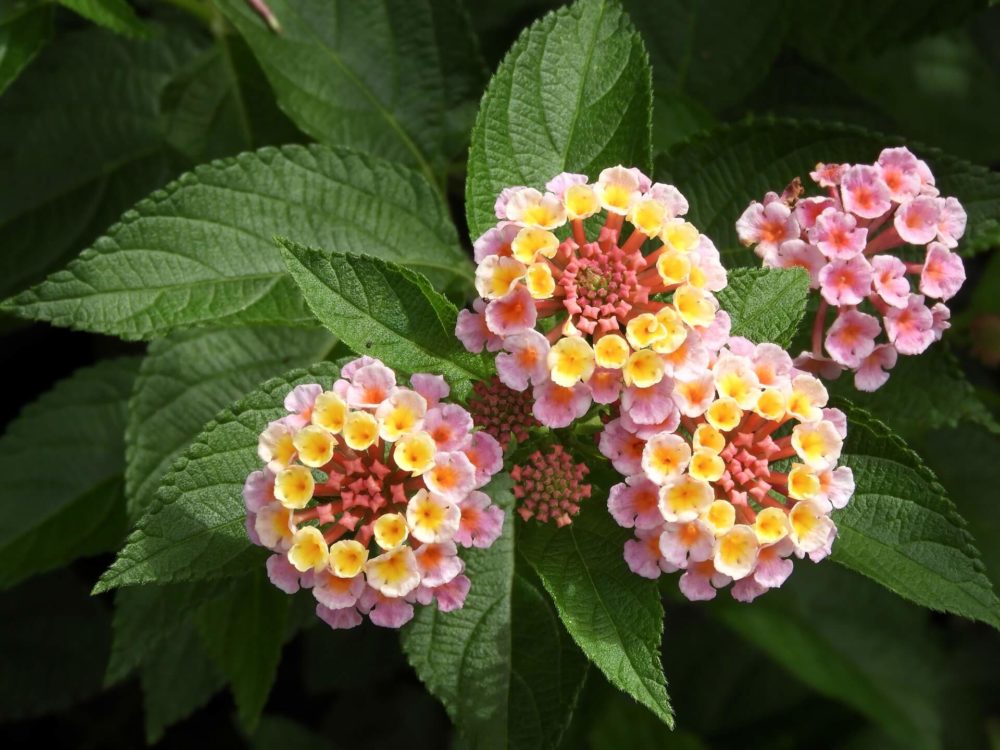 10月27日生まれの誕生花と花言葉がコレ 性格や恋愛