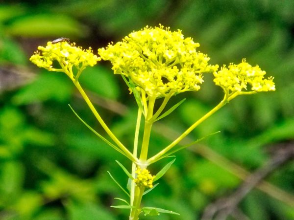 9月5日诞生花 乾いた壁