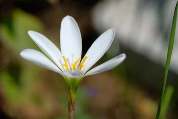 9月13日生まれの誕生花と花言葉がコレ 性格や恋愛 仕事などの誕生日占いもご紹介