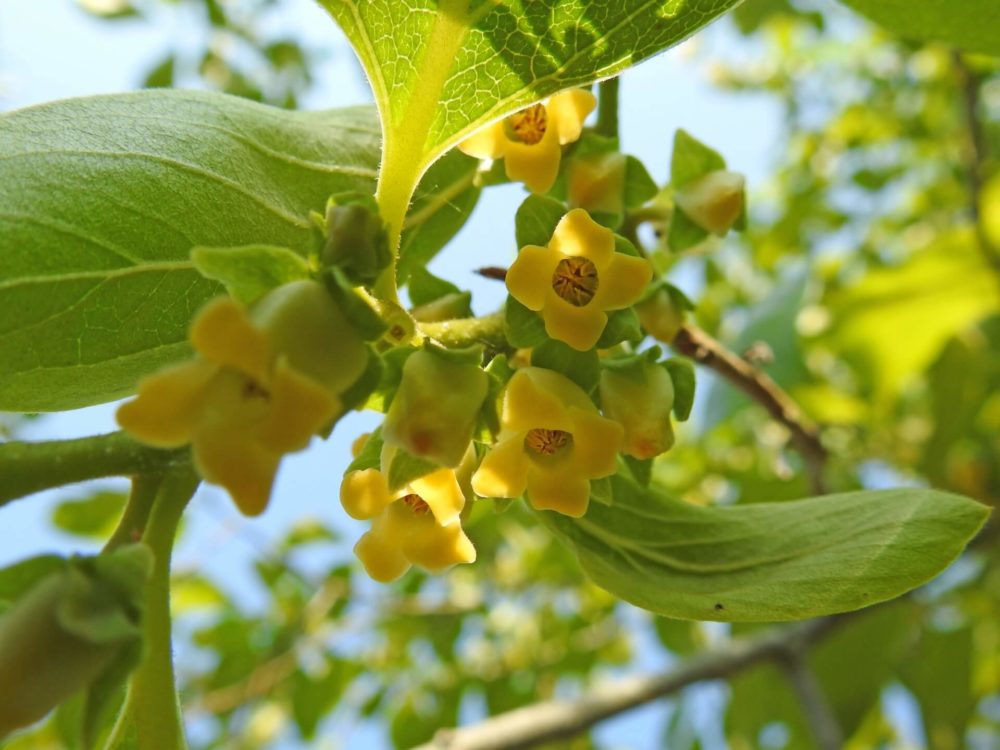 9月26日生まれの誕生花と花言葉がコレ 性格や恋愛