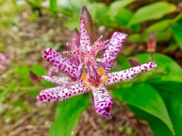 10月9日生まれの誕生花と花言葉がコレ 性格や恋愛 仕事などの誕生日占いもご紹介