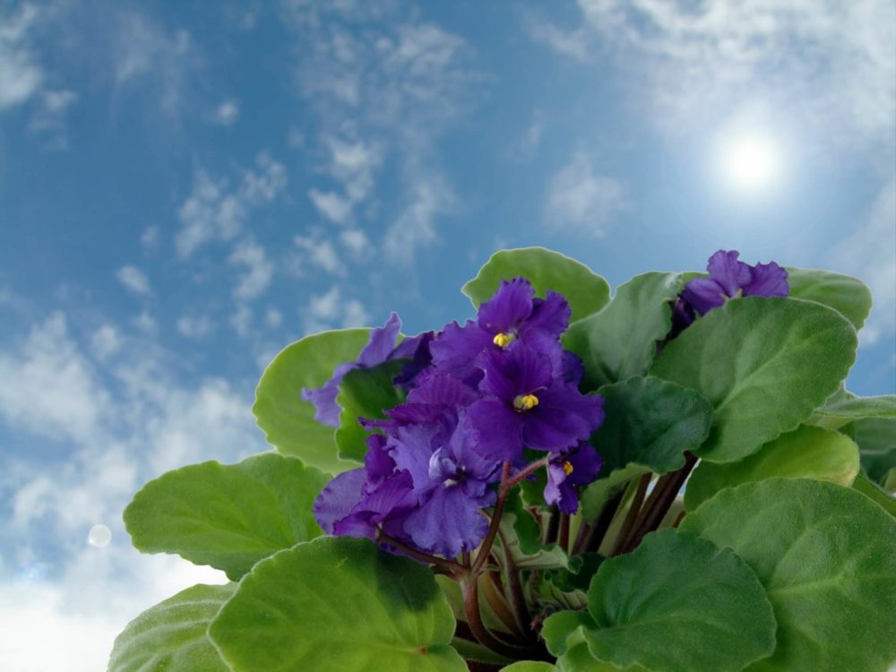 11月24日生まれの誕生花と花言葉がコレ 性格や恋愛