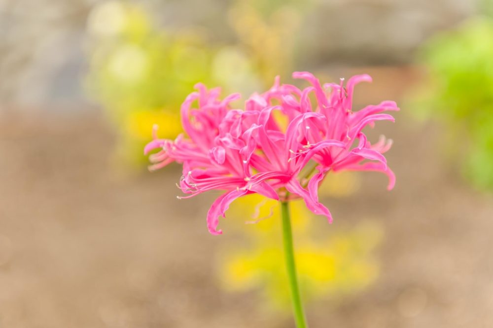 10月13日生まれの誕生花と花言葉がコレ 性格や恋愛