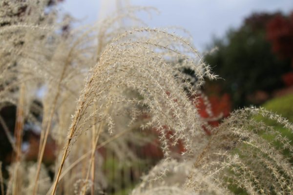 10月22日生まれの誕生花と花言葉がコレ 性格や恋愛 仕事などの誕生日占いもご紹介