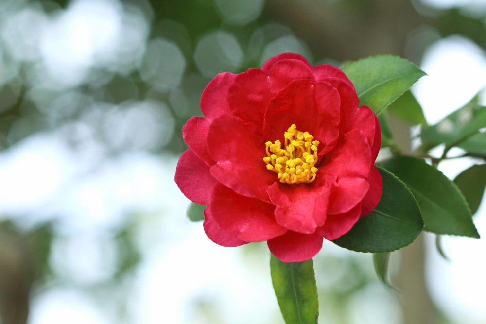 12月8日生まれの誕生花と花言葉がコレ 性格や恋愛