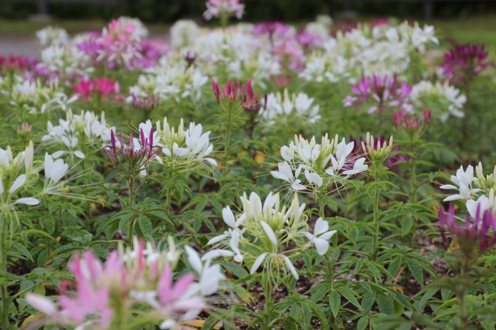 10月5日生まれの誕生花と花言葉がコレ 性格や恋愛