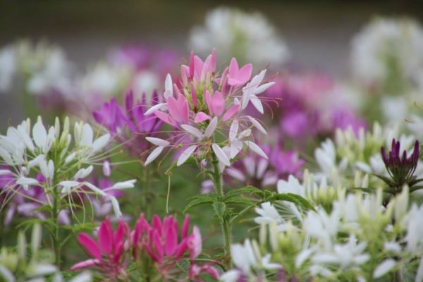 10月5日生まれの誕生花と花言葉がコレ 性格や恋愛 仕事などの誕生日占いもご紹介