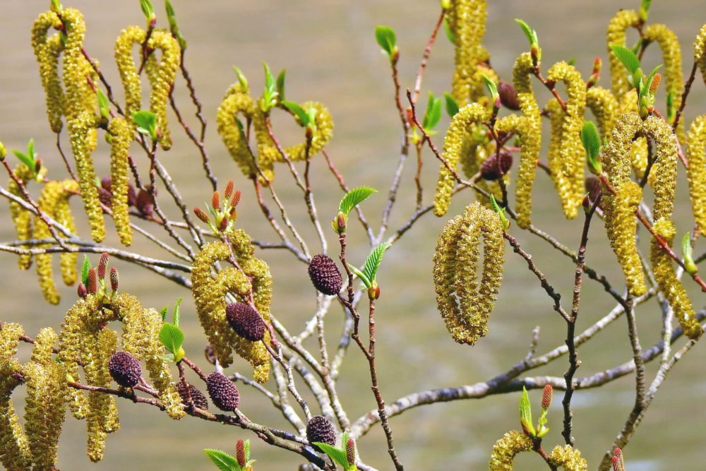 12月16日生まれの誕生花と花言葉がコレ 性格や恋愛