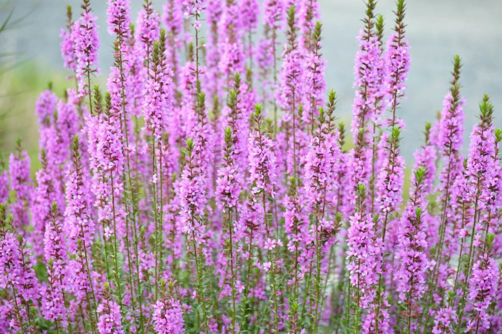 10月11日生まれの誕生花と花言葉がコレ 性格や恋愛