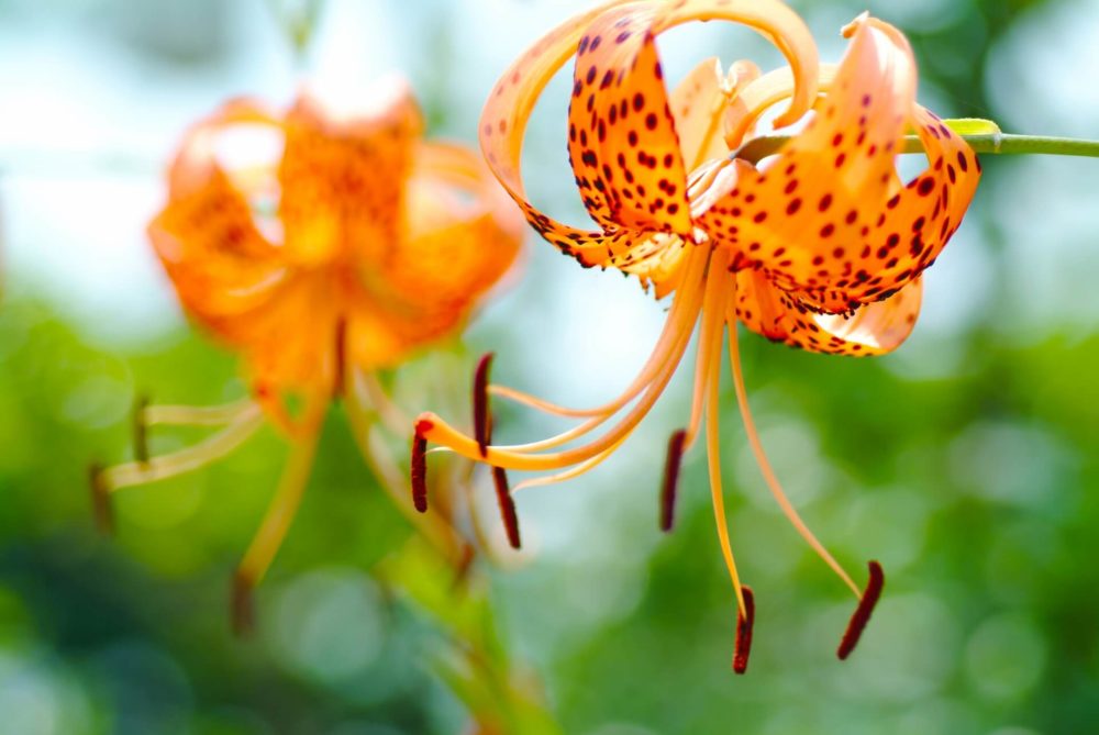 9月1日生まれの誕生花と花言葉がコレ 性格や恋愛