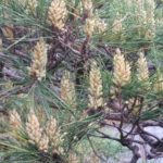 11月14日生まれの誕生花と花言葉がコレ！性格や恋愛・仕事などの誕生日占いもご紹介！