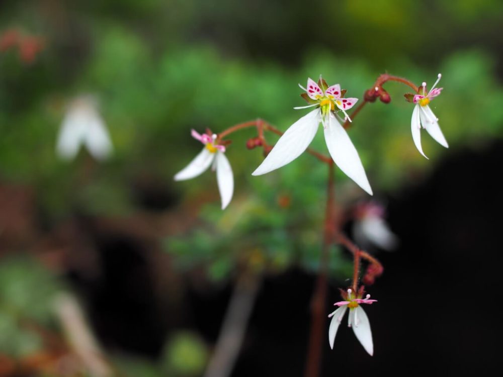 12月6日生まれの誕生花と花言葉がコレ 性格や恋愛