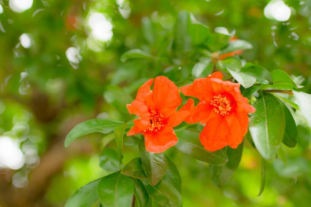 8月7日生まれの誕生花と花言葉がコレ 性格や恋愛