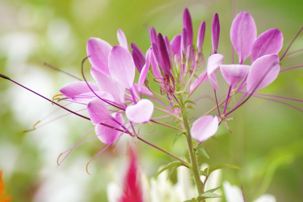 8月8日生まれの誕生花と花言葉がコレ 性格や恋愛