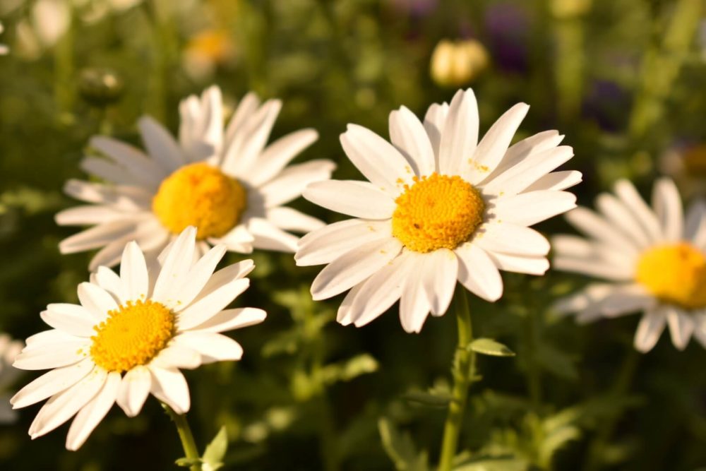 9月3日生まれの誕生花と花言葉がコレ 性格や恋愛