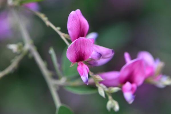 9月24日生まれの誕生花と花言葉がコレ 性格や恋愛 仕事などの誕生日占いもご紹介