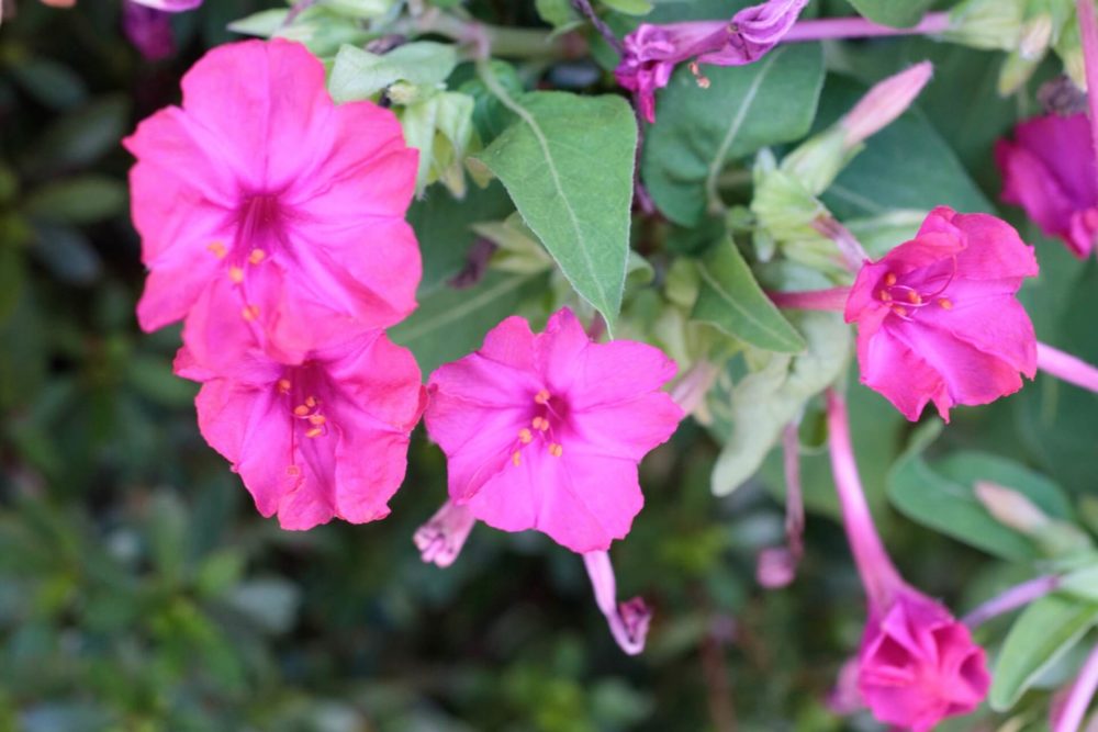 8月23日生まれの誕生花と花言葉がコレ 性格や恋愛