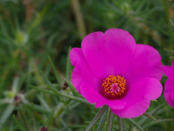 11月5日生まれの誕生花と花言葉がコレ 性格や恋愛 仕事などの誕生日占いもご紹介