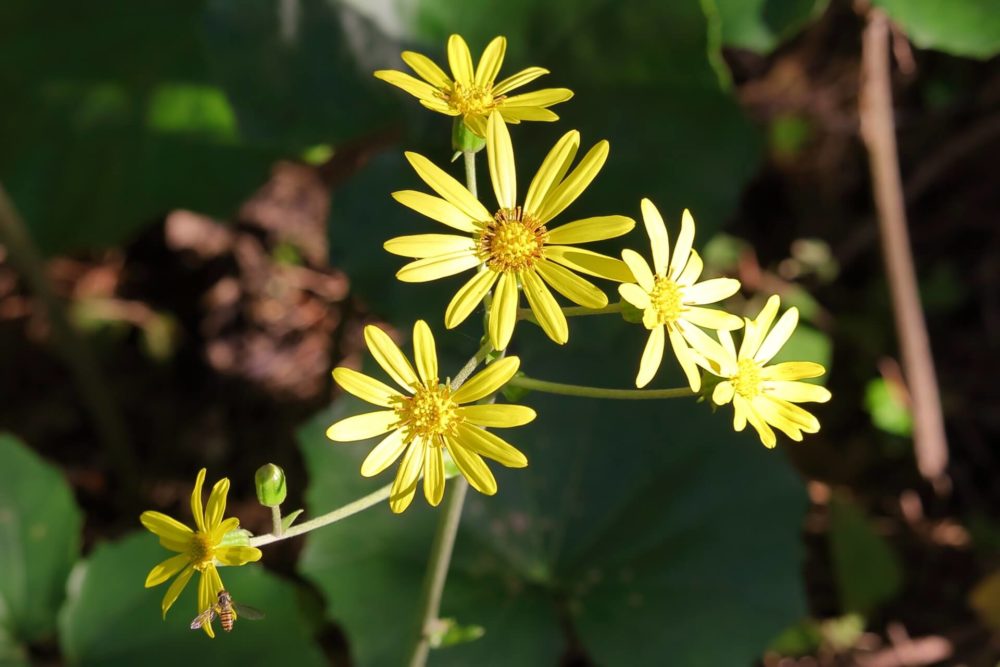 11月日生まれの誕生花と花言葉がコレ 性格や恋愛