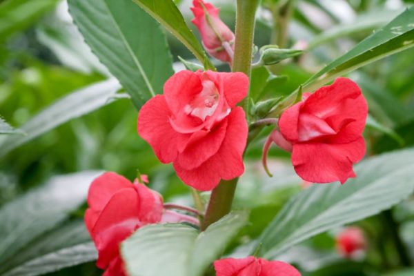 8月27日生まれの誕生花と花言葉がコレ 性格や恋愛