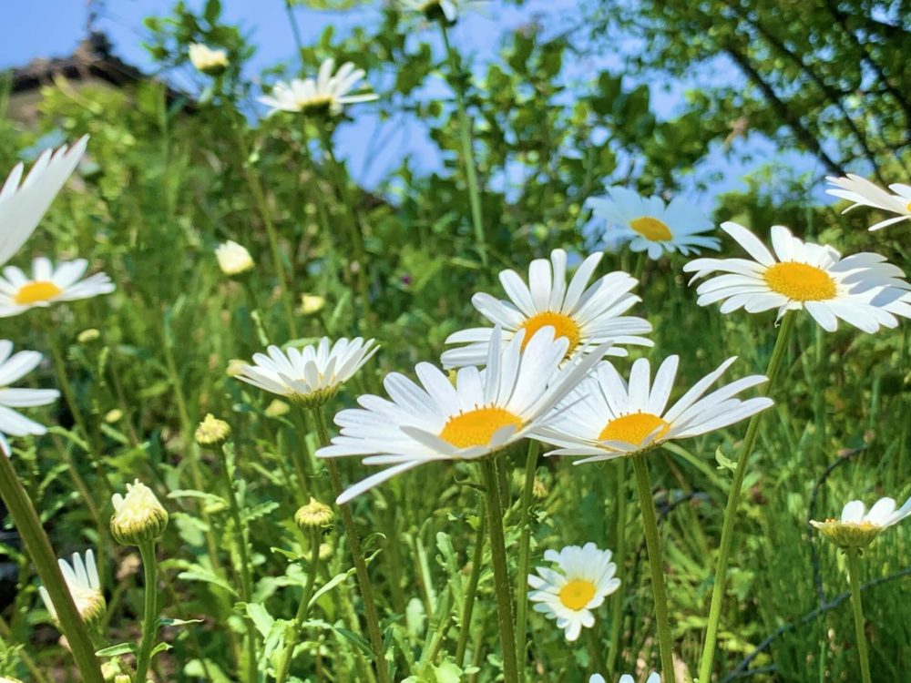 11月9日生まれの誕生花と花言葉がコレ 性格や恋愛