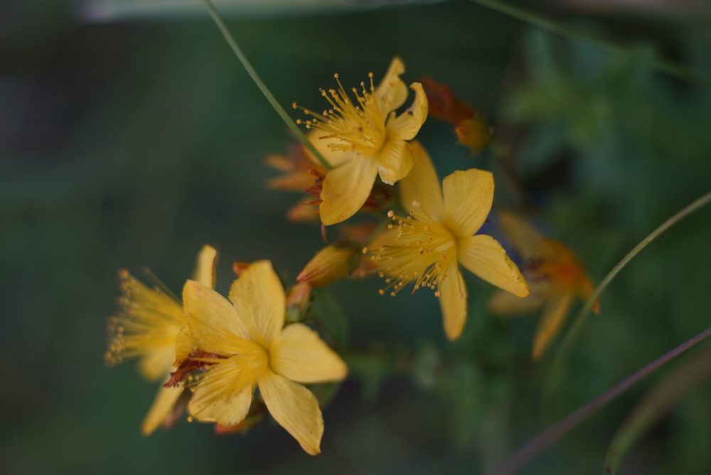 11月19日生まれの誕生花と花言葉がコレ 性格や恋愛