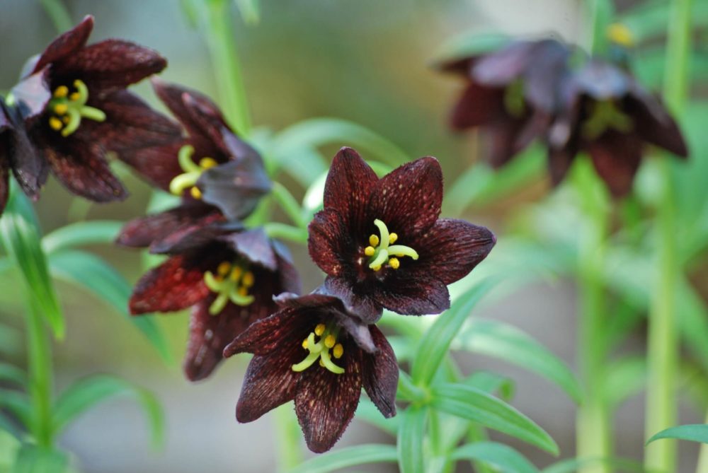 8月12日生まれの誕生花と花言葉がコレ 性格や恋愛