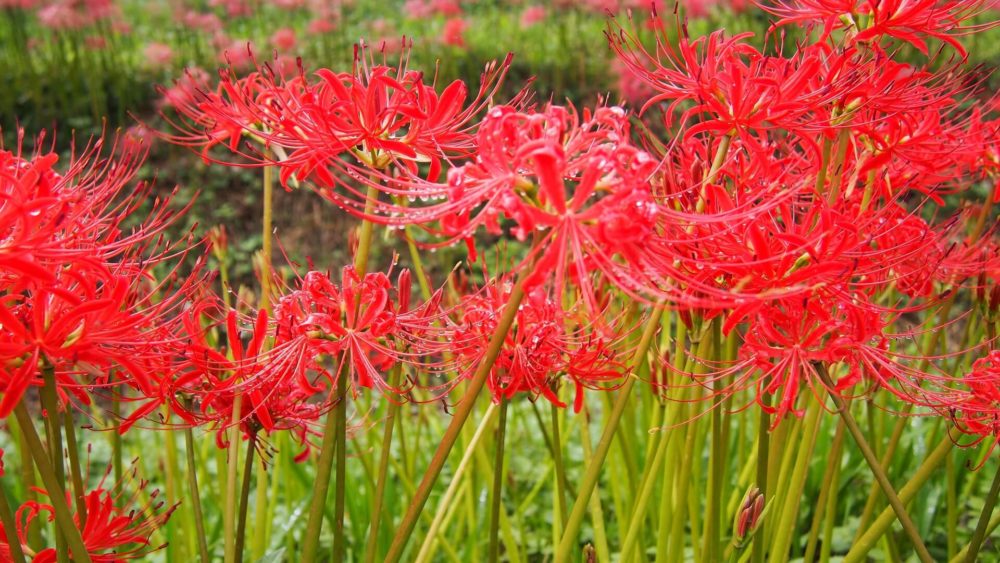 9月日生まれの誕生花と花言葉がコレ 性格や恋愛 仕事などの誕生日占いもご紹介