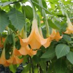 10月23日生まれの誕生花と花言葉がコレ！性格や恋愛・仕事などの誕生日占いもご紹介！