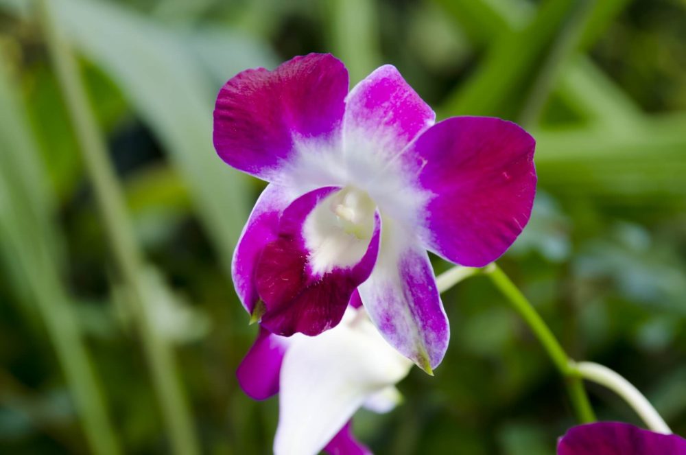 10月14日生まれの誕生花と花言葉がコレ 性格や恋愛