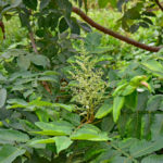 11月25日生まれの誕生花と花言葉がコレ！性格や恋愛・仕事などの誕生日占いもご紹介！