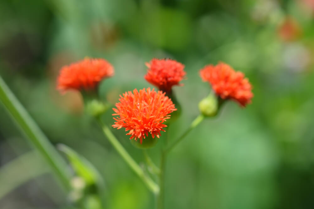 8月9日生まれの誕生花と花言葉がコレ 性格や恋愛