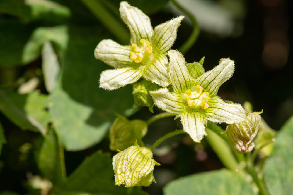 11月3日生まれの誕生花と花言葉がコレ 性格や恋愛